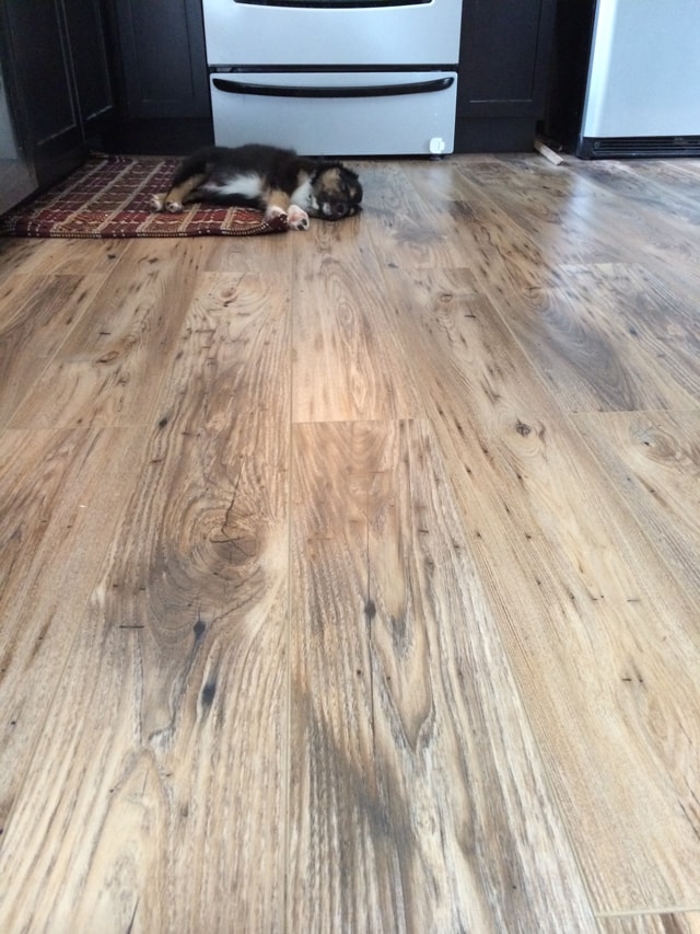 Petite Modern Life: Reclaimed Chestnut Laminate Floors