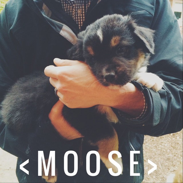 moose intro
