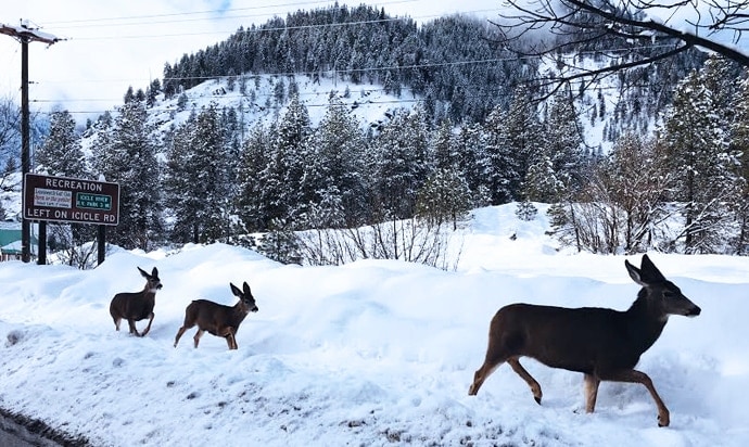 Wintery Leavenworth Baby Moon | Petite Modern Life 