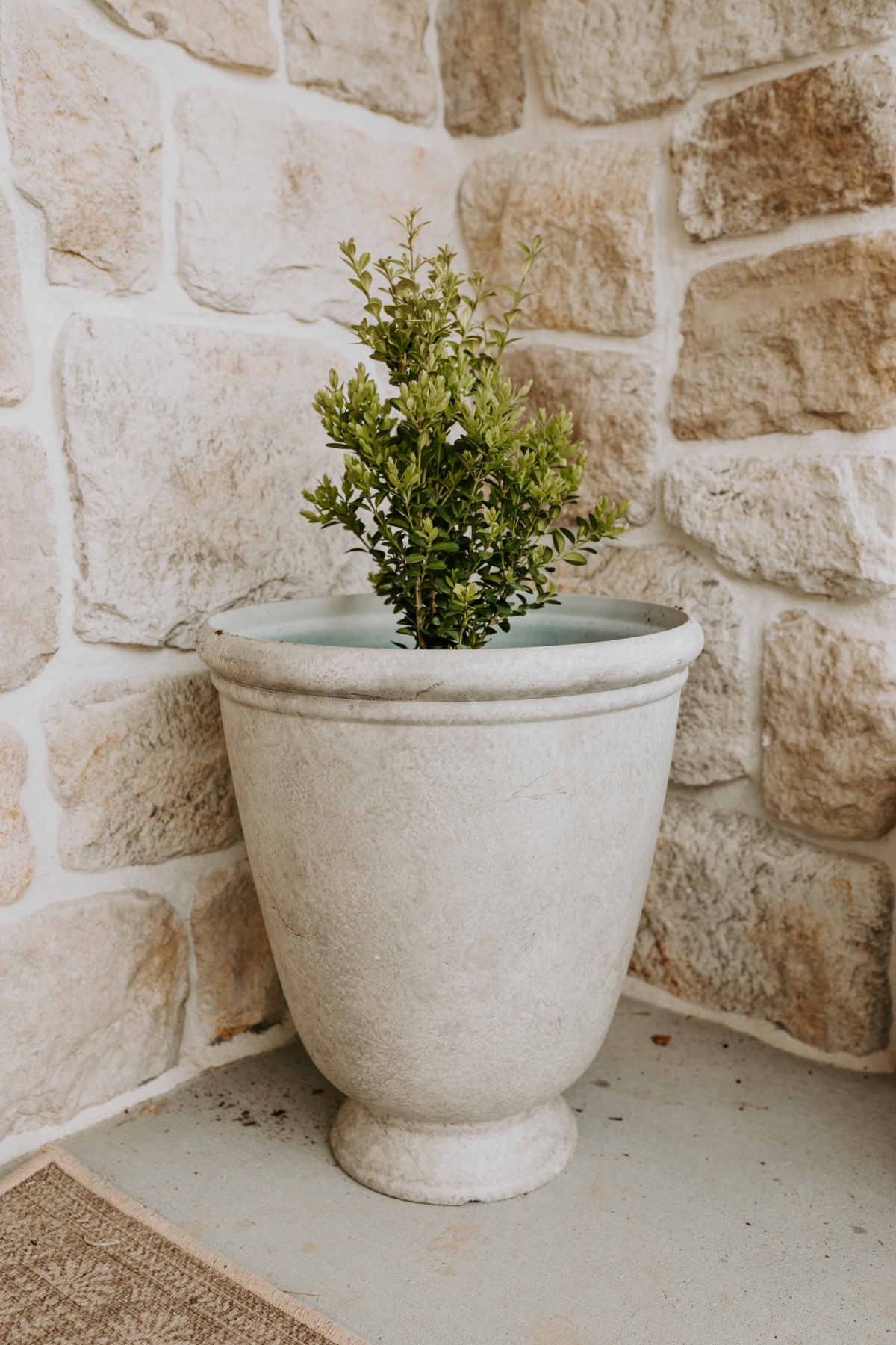 Walmart faux stone pot with walmart boxwood