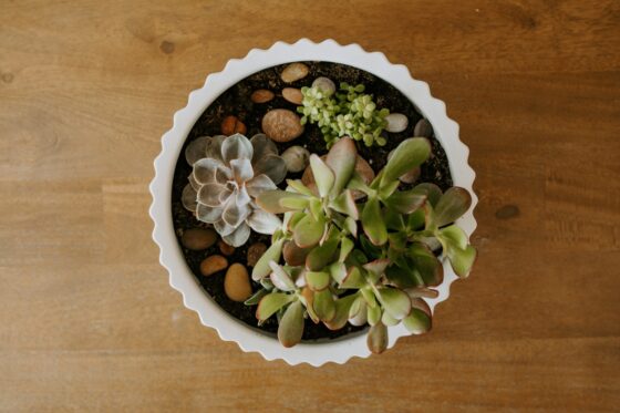 walmart succulents in a large white table pot