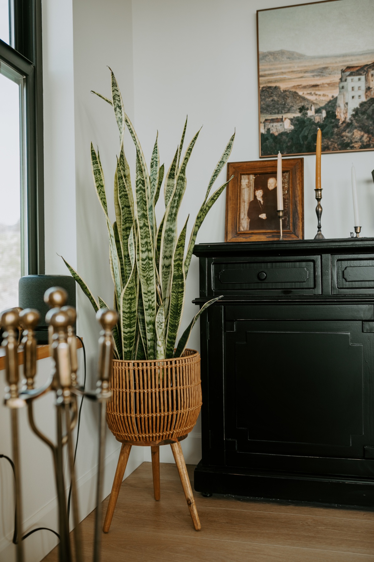 Tall Snake plant in midcenture modern walmart basket pot