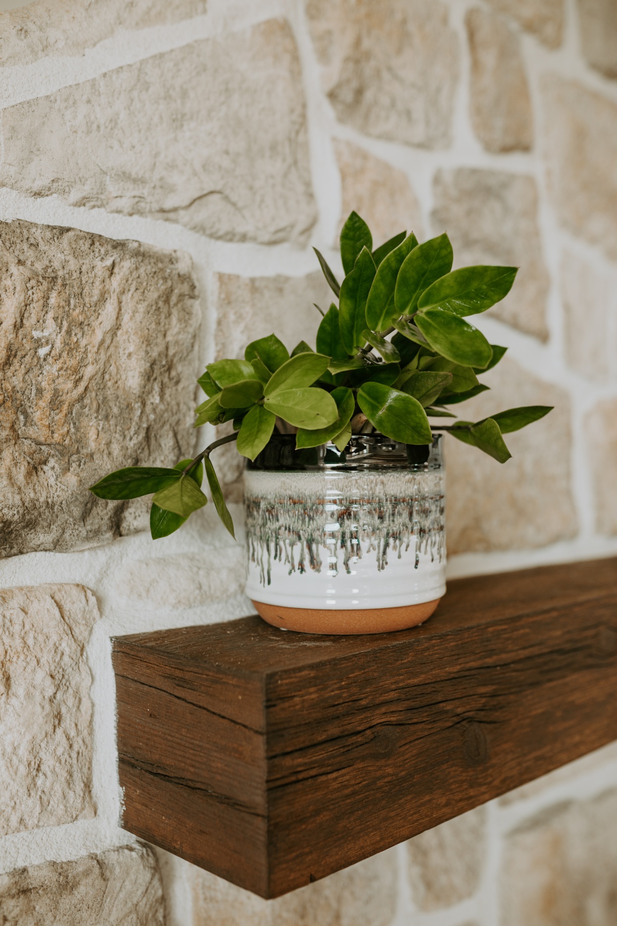 Walmart clay and glazed pot with foliage plant