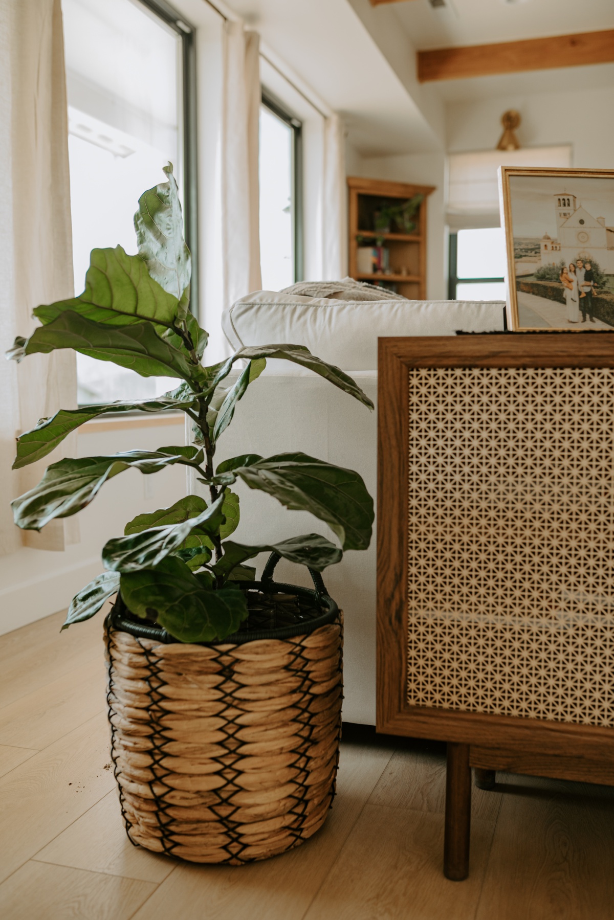 Fiddle leaf fig plant from walmart in a walmart brown woven plant basket